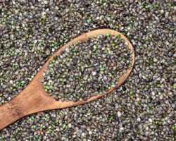 graine de chia
