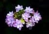 Les secrets de l’hortensia : comment prendre soin de cette belle fleur