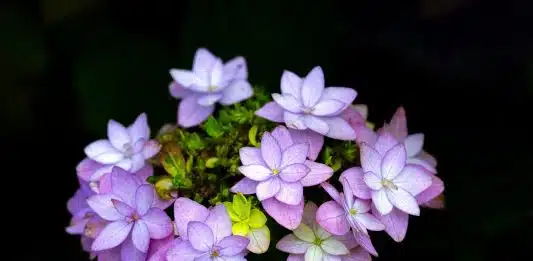 Les secrets de l’hortensia : comment prendre soin de cette belle fleur