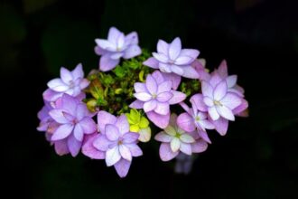 Hortensias colorés dans un jardin en pleine floraison