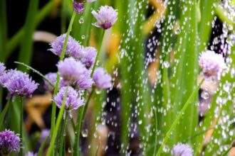 Récupérateur d'eau de pluie installé dans un jardin verdoyant