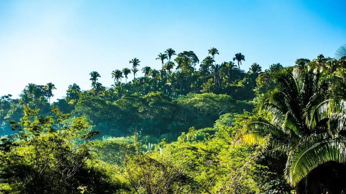 jungle wallpaper