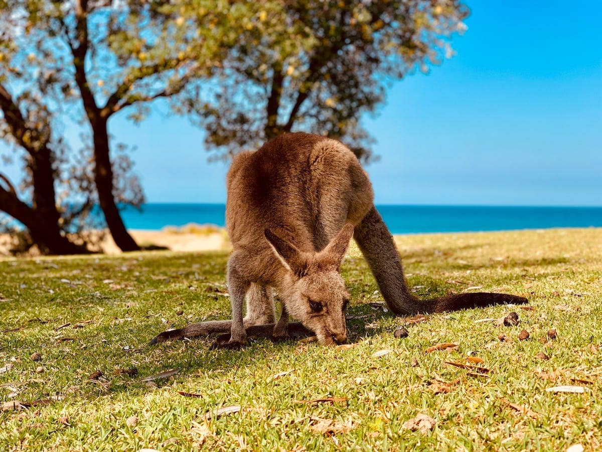 kangourous australie