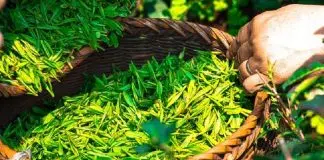 Comment conserver le thé vert