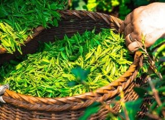 Comment conserver le thé vert