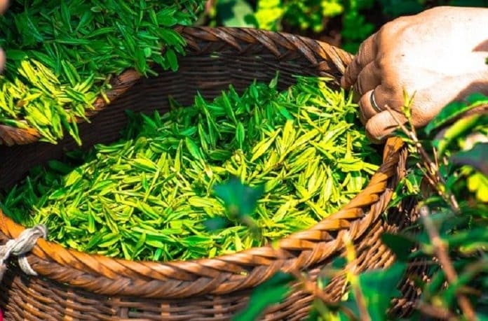 Comment conserver le thé vert