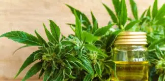 Comment faire de l'huile de CBD à la maison un guide rapide pour les débutants