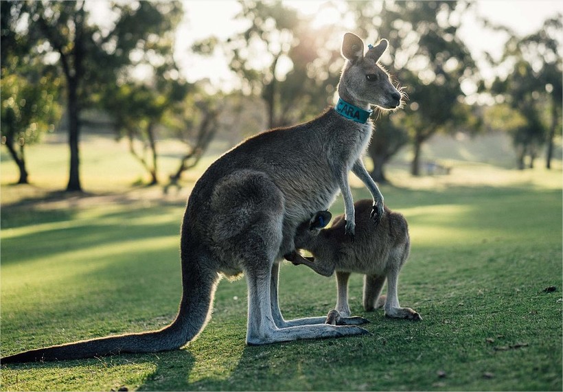 L'Australie Kangourou