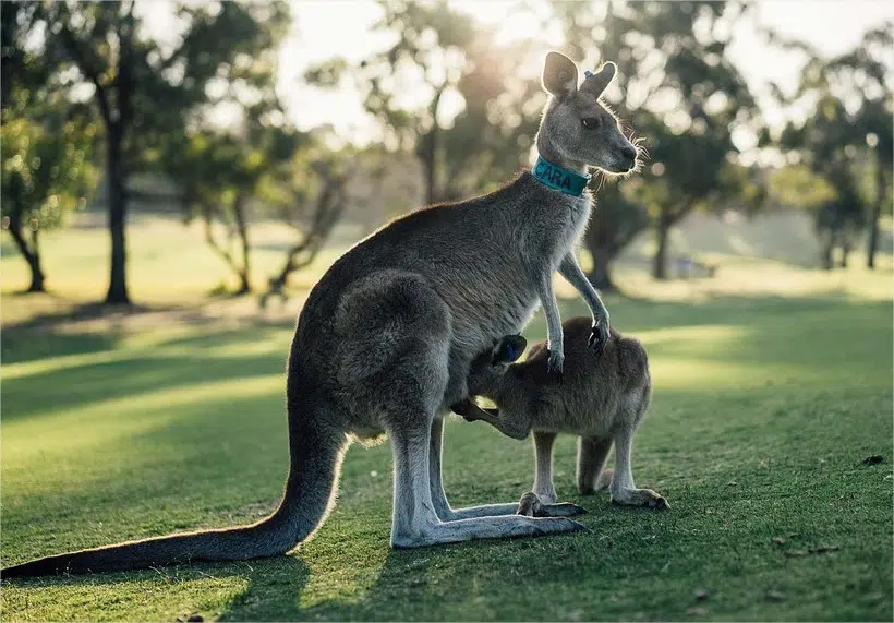 L'Australie Kangourou