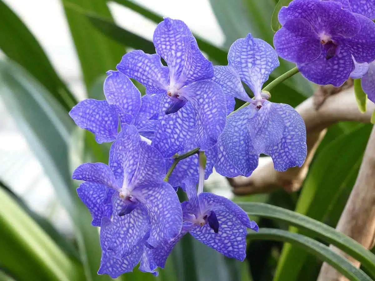 orchidée bleue