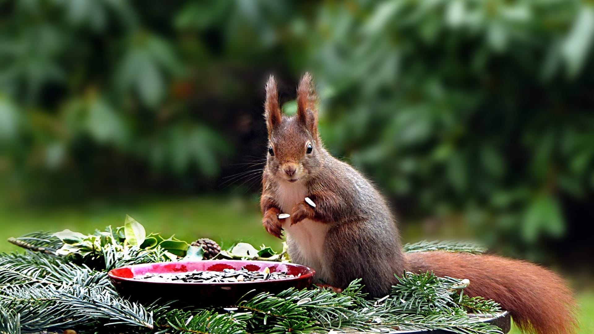 Белка кус. Tamiasciurus hudsonicus. Маленькая белка. Белка кус. Краснохвостая белка.