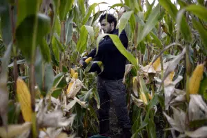 agriculteur champ mais