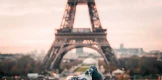 amour