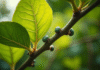 Raisin de branche de citronnier avec cochenilles vertes