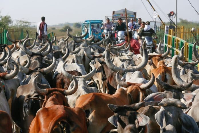 Lors de votre voyage en Inde, respectez les vaches sacrées