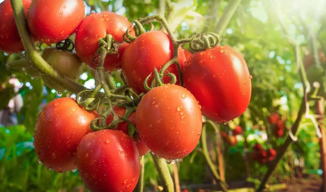 (fruit ou légume ) saison, bienfaits et recettes