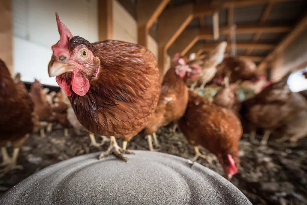 poules pondeuses