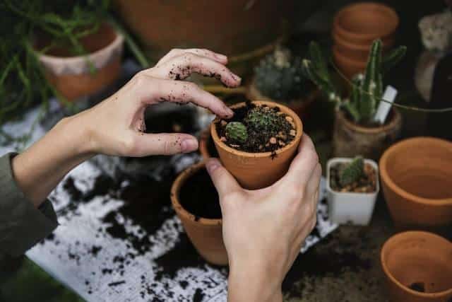 graine plante verte interieur