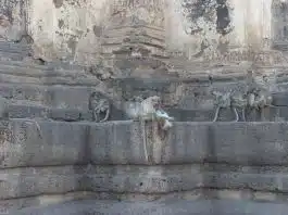 Poux et bicarbonate de soude : une combinaison gagnante pour un traitement réussi