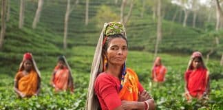 La culture du thé en Inde