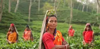 La culture du thé en Inde