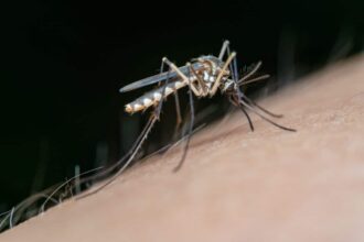 Personne appliquant un remède naturel sur une piqûre de moustique