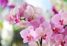 orchidée bleue