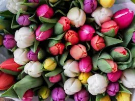 tulipes