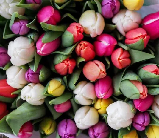 tulipes