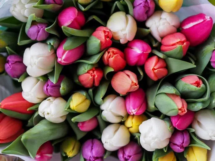 tulipes