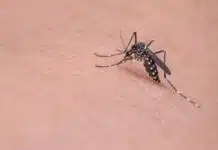 un moustique