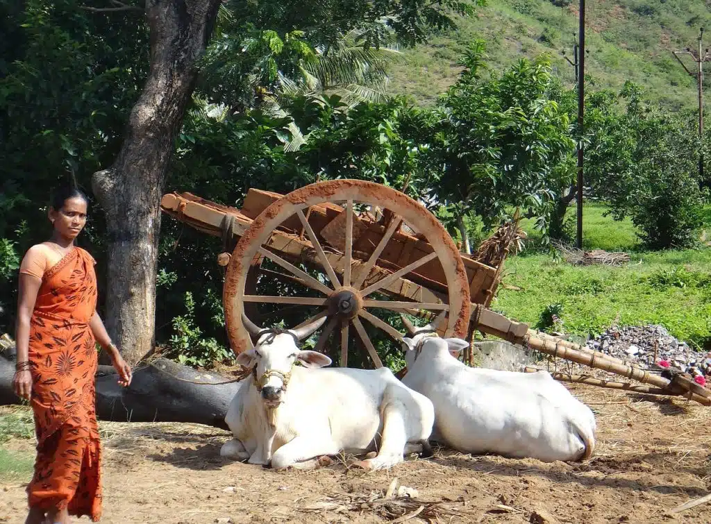 Voyage en Inde : abattage des vaches interdit