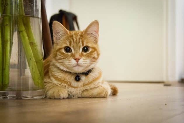 Ce qu'il faut savoir pour préserver la santé et le bien-être du chat