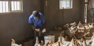 éleveur de poules